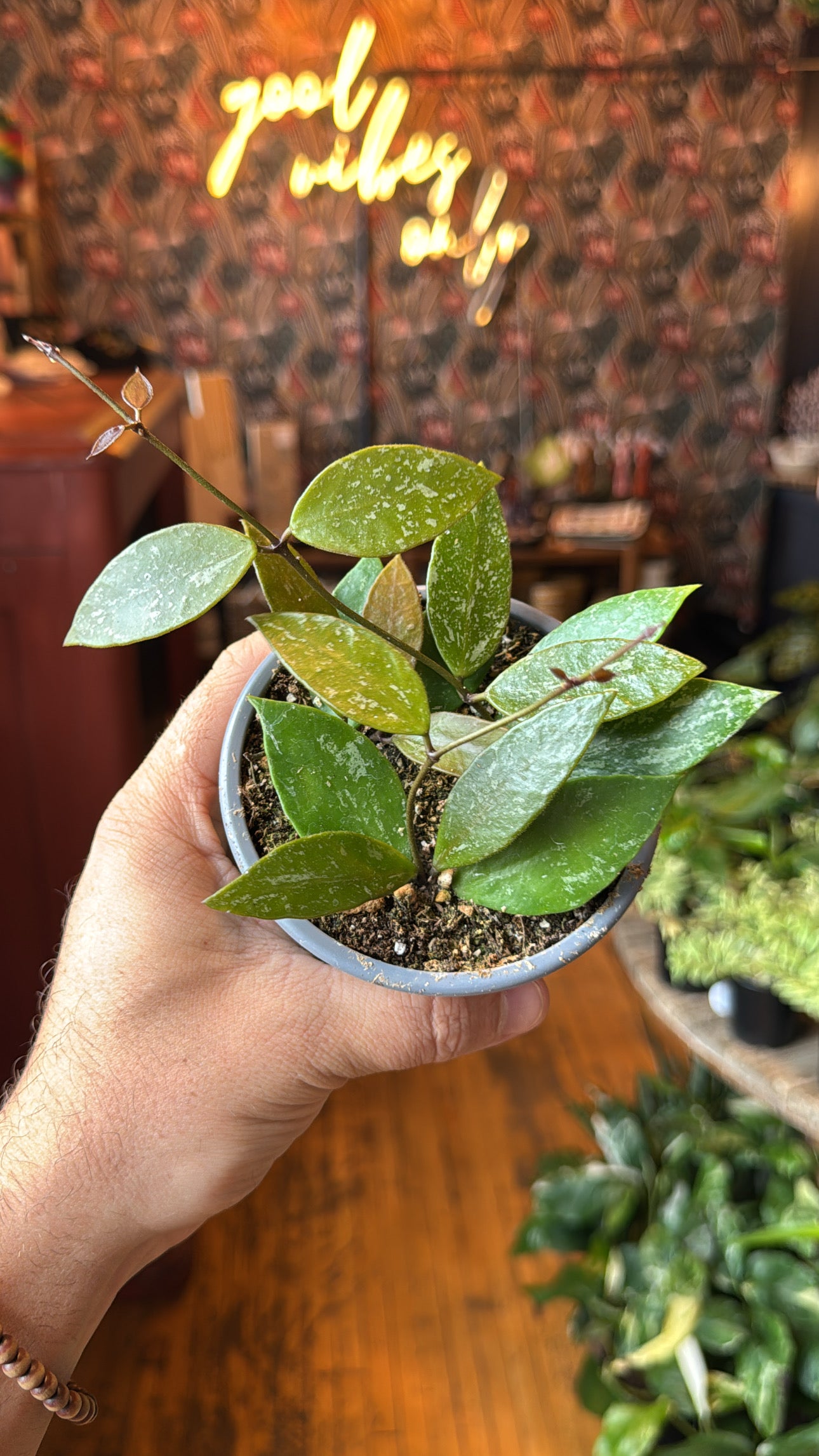 4” Hoya Gracillis