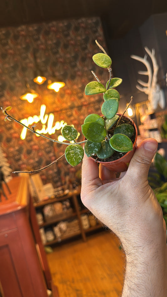 2.5” Hoya Mathilde Splash