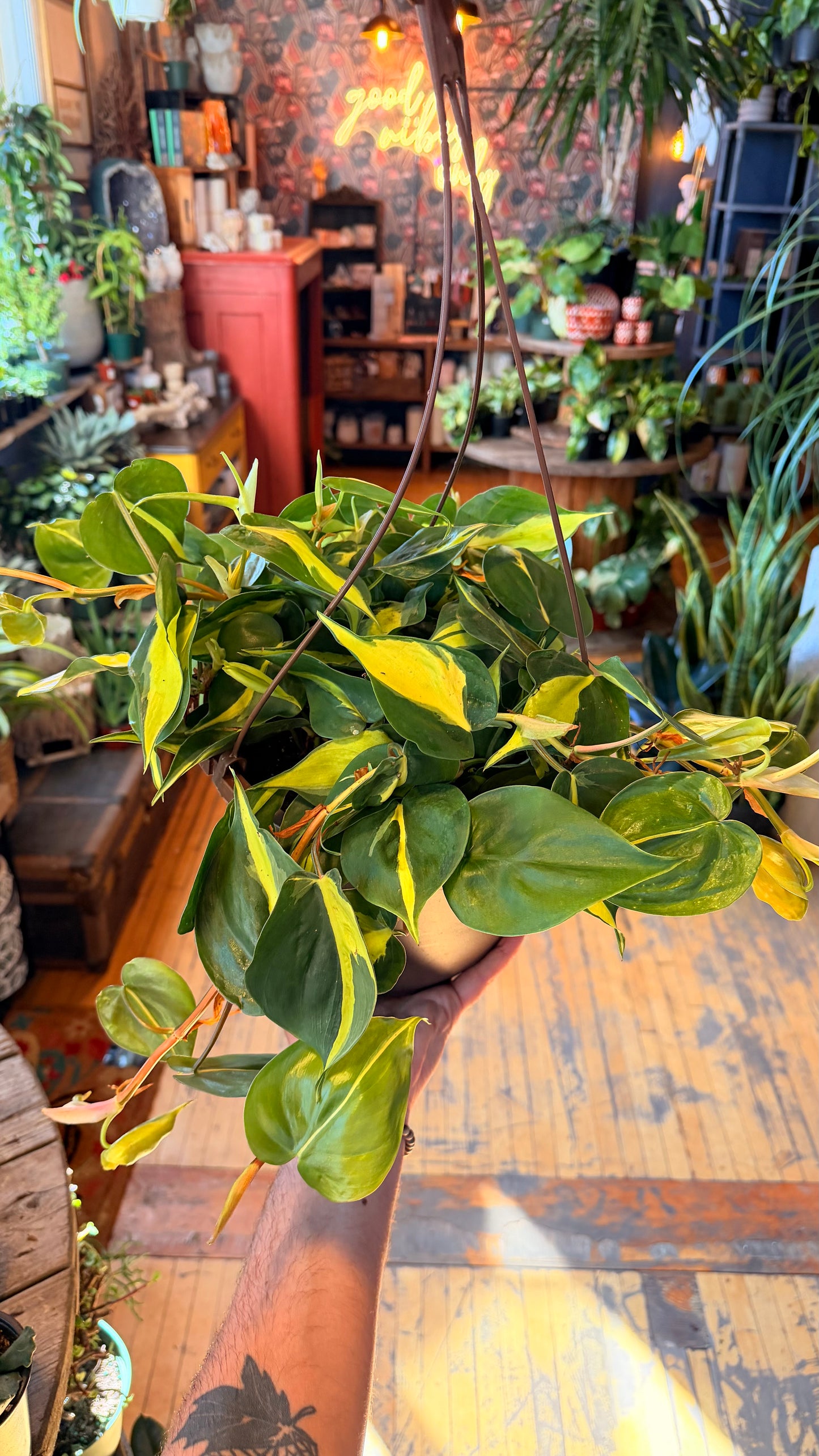 10” Brazil Philodendron