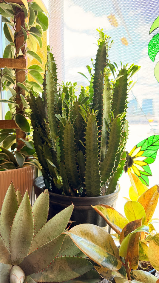 10” Milk Thistle Cactus