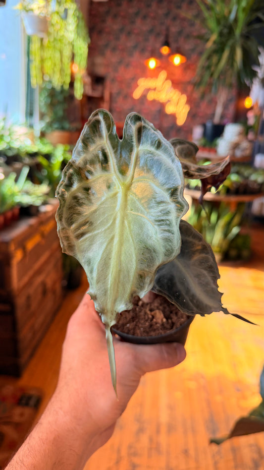4” Alocasia Venom