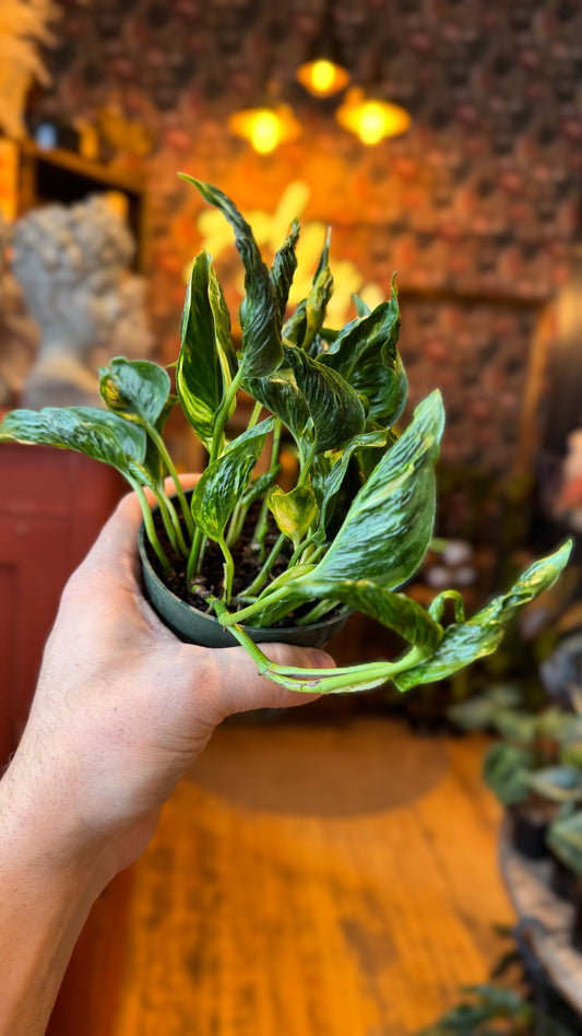 4” Shangri-La ‘Aurea’ Variegated Pothos