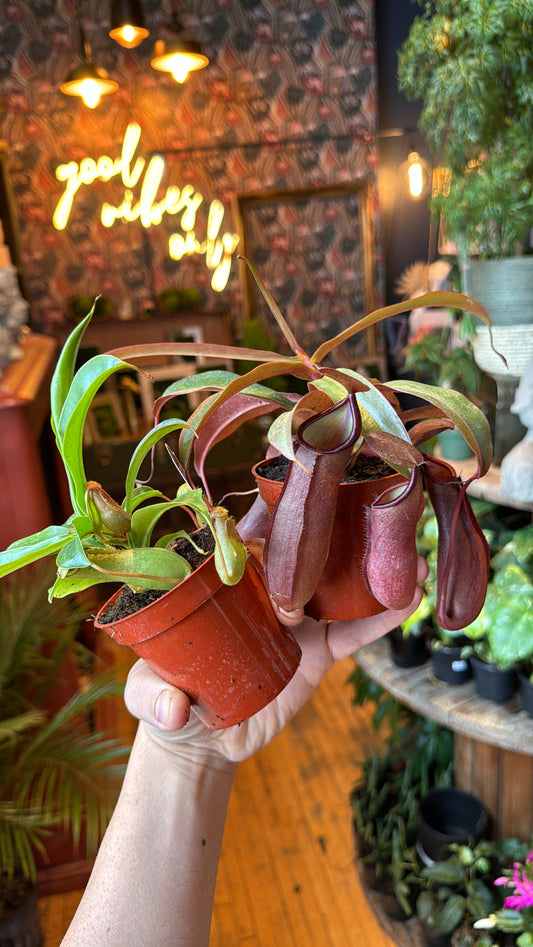 3.5” Pitcher Plant