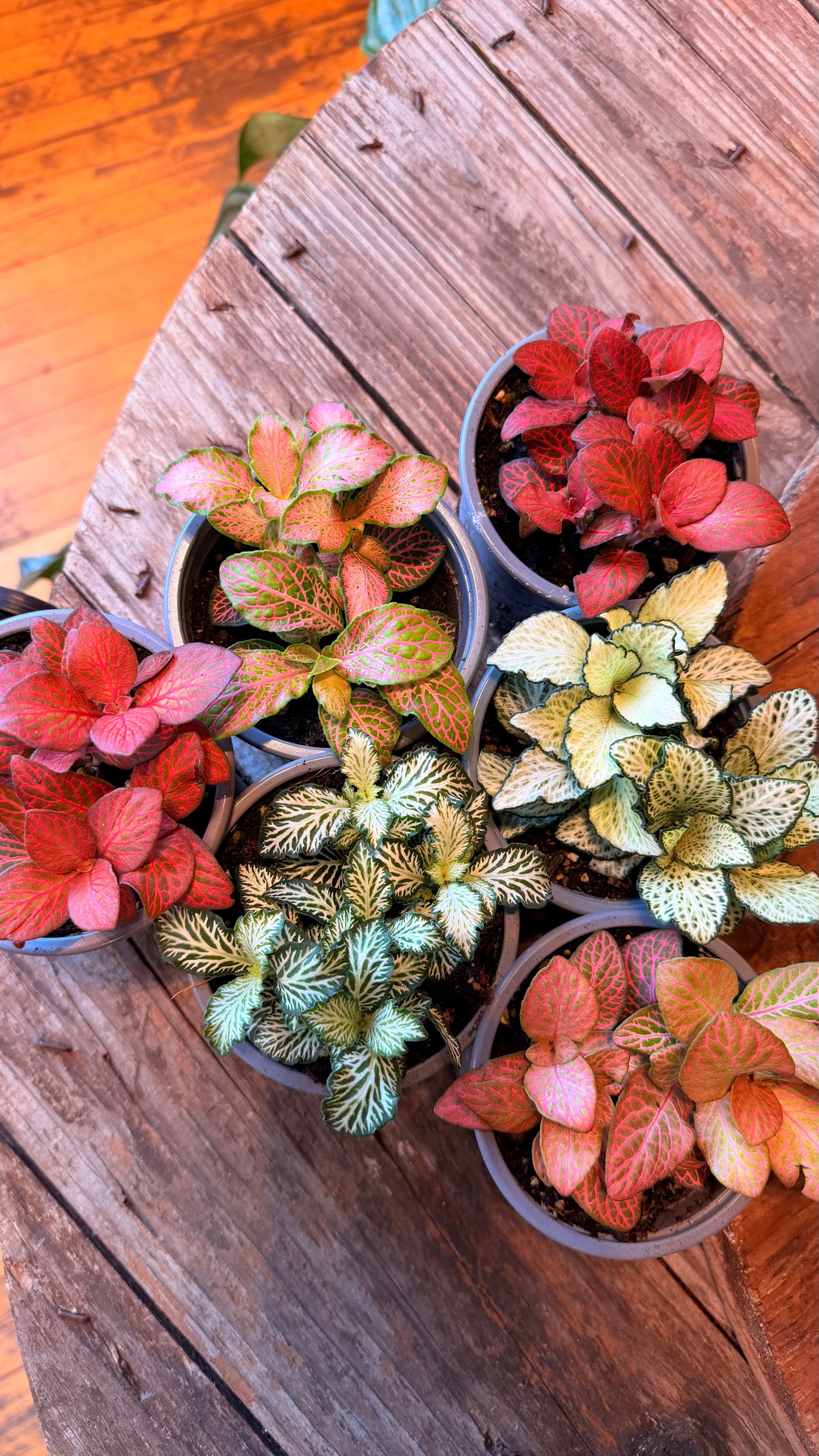 4” Nerve Plant Assorted