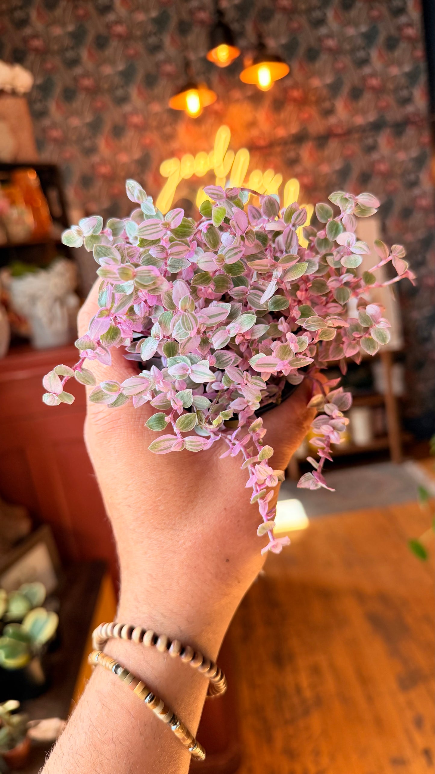 4” Pink Lady Callisia