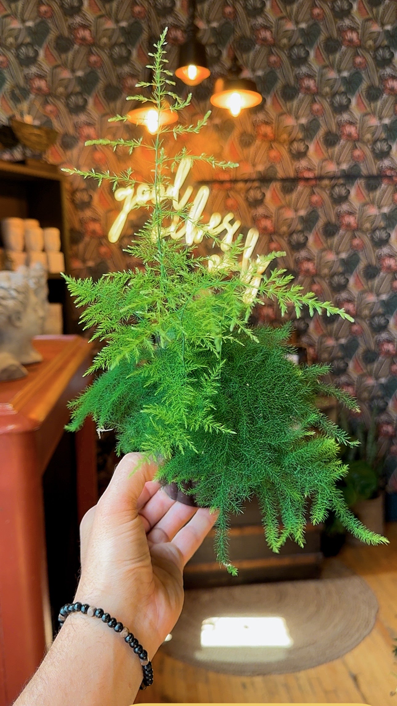 4” Plumosa Fern