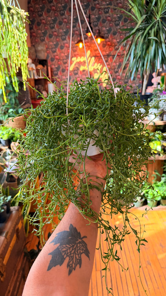 8” String of Dolphins