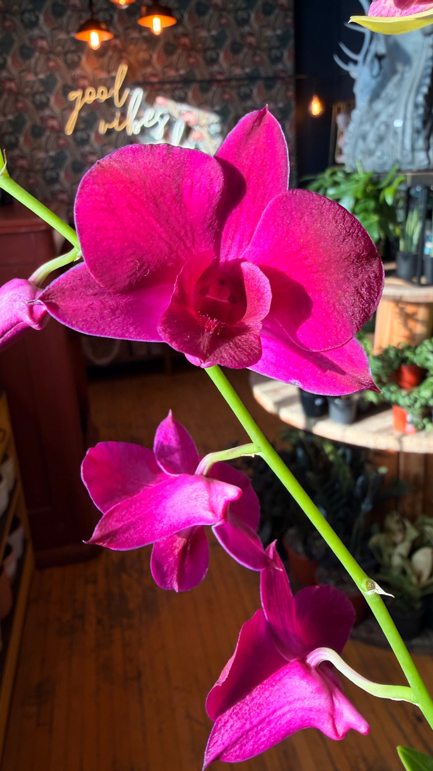 4” Dendrobium Orchid Assorted