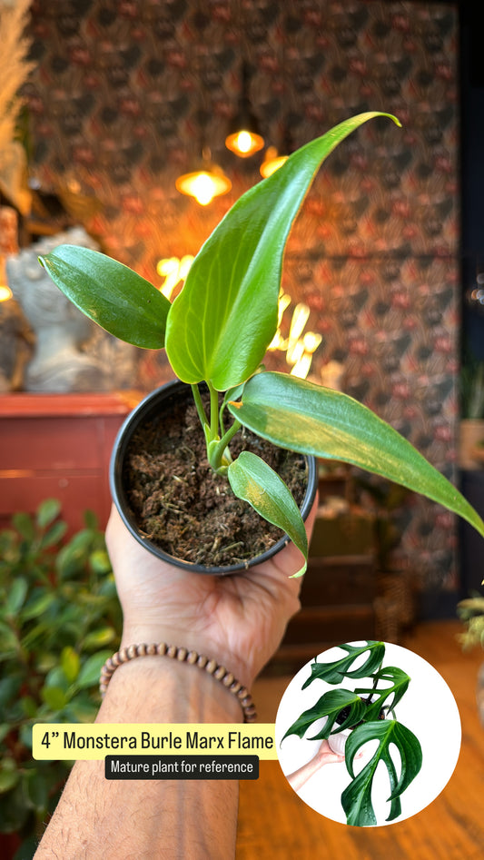 4” Monstera ‘Burle Marx Flame’