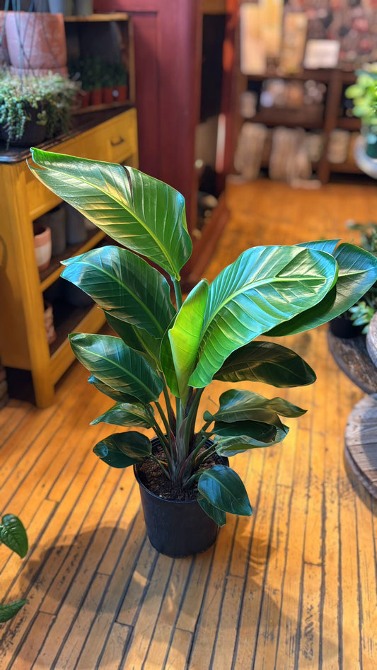 10” Birds of Paradise White