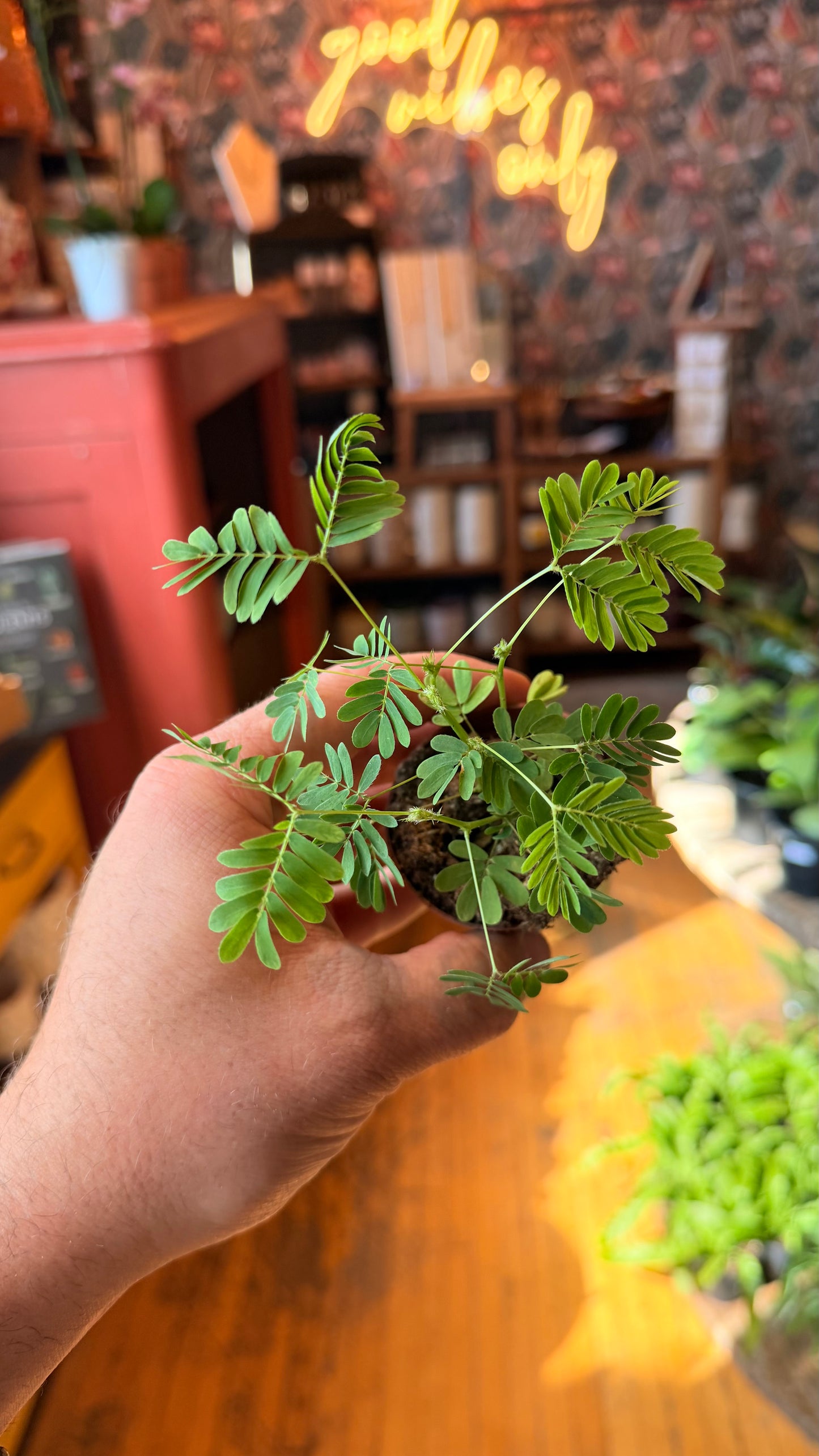 2.5” Sensitive Plant