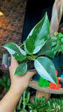4” White Wizard Philodendron