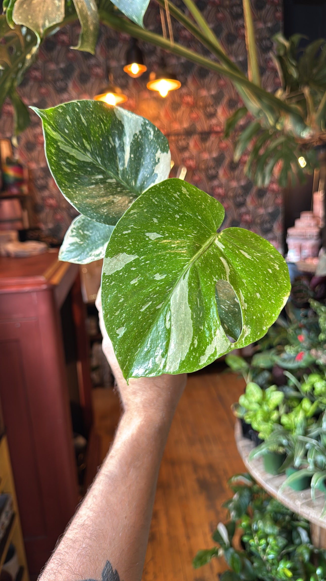 4” Thai Constellation Monstera