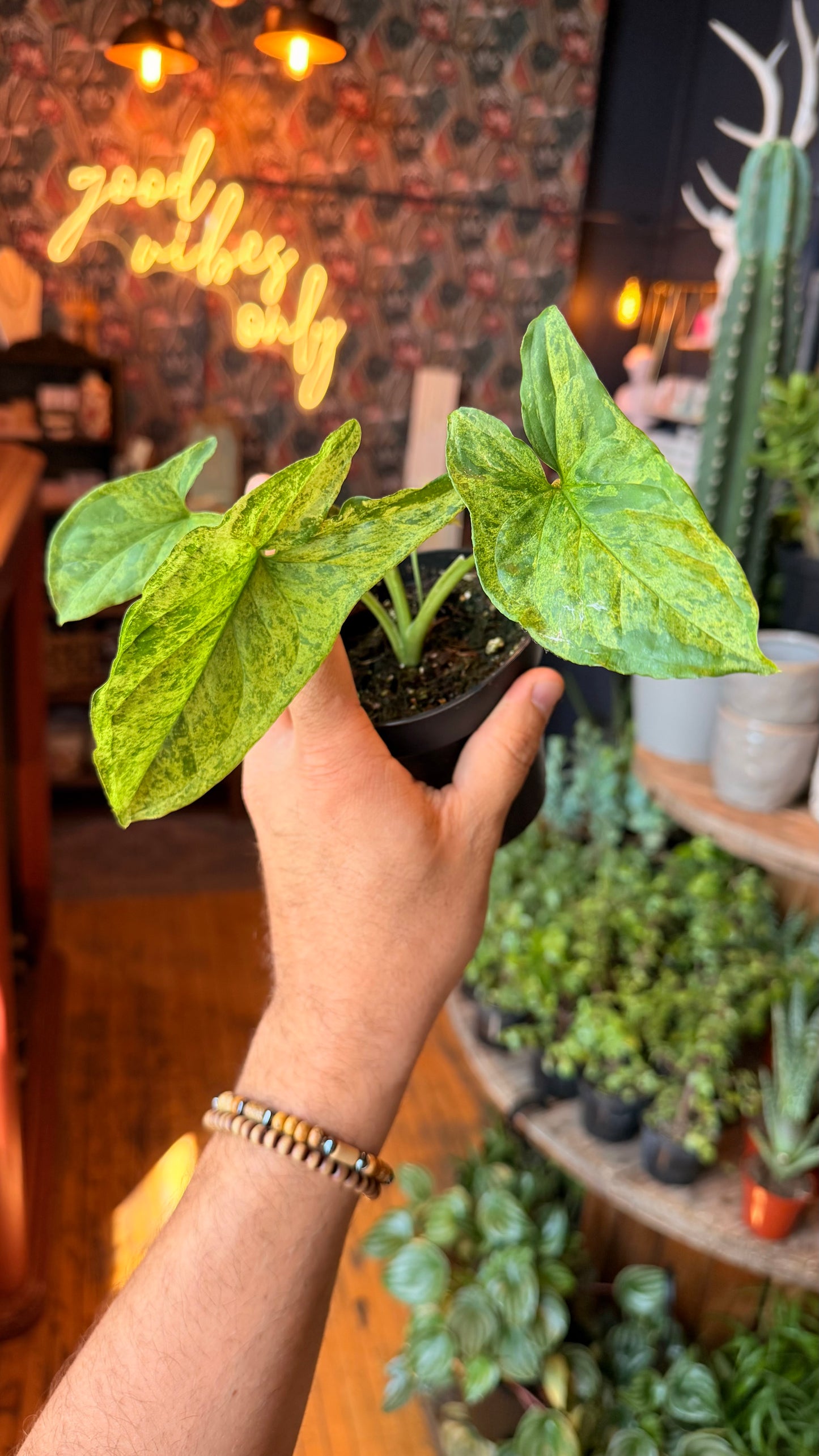 4” Syngonium Mottled Mojito