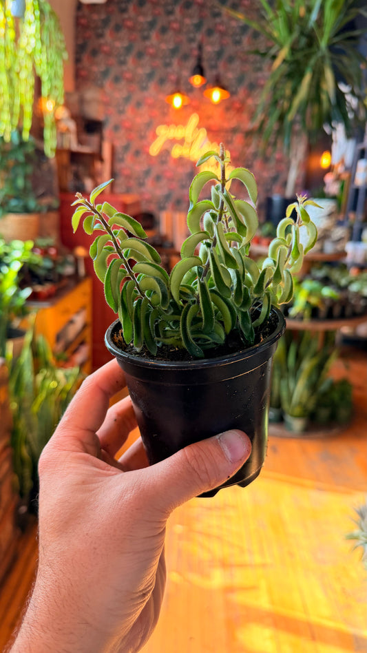 4” Lipstick Plant ‘Twister’
