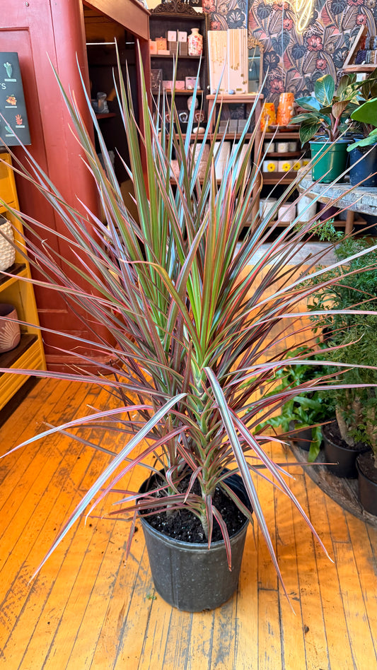 10” Colorama Dracaena