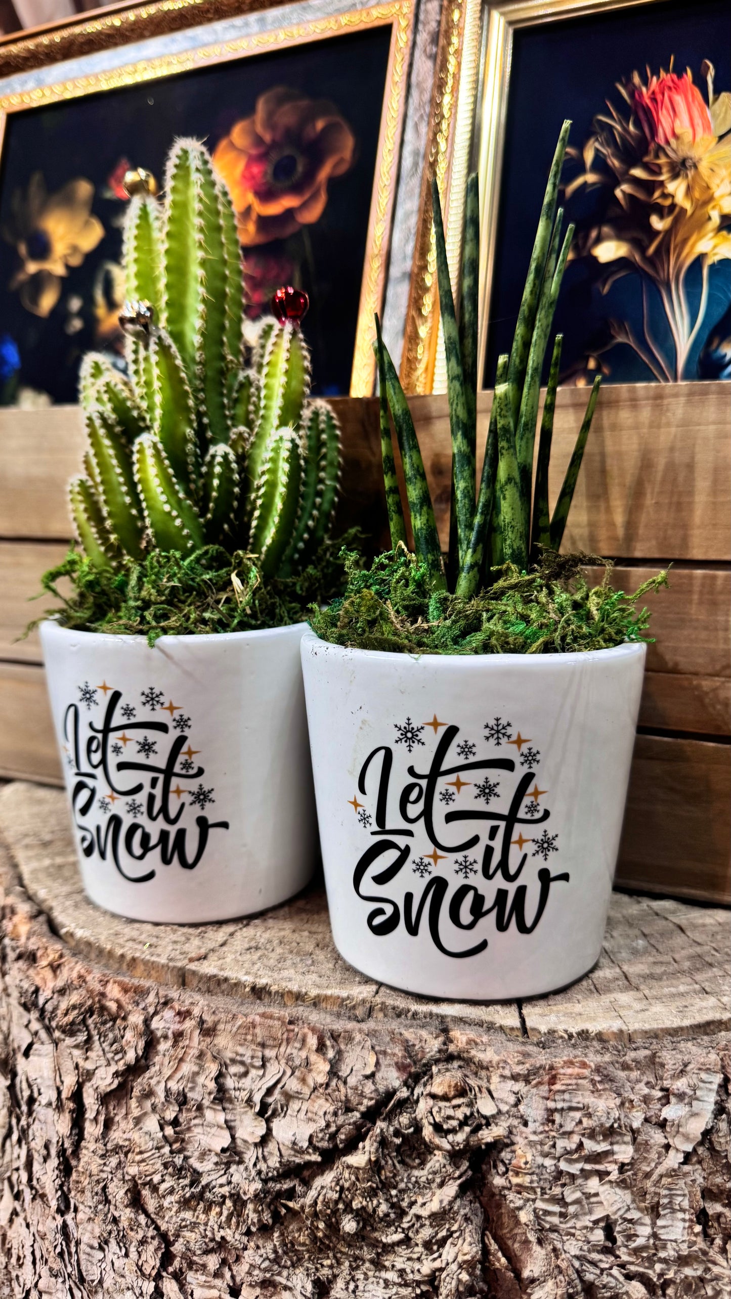 ‘Let it Snow’ Plant Combo
