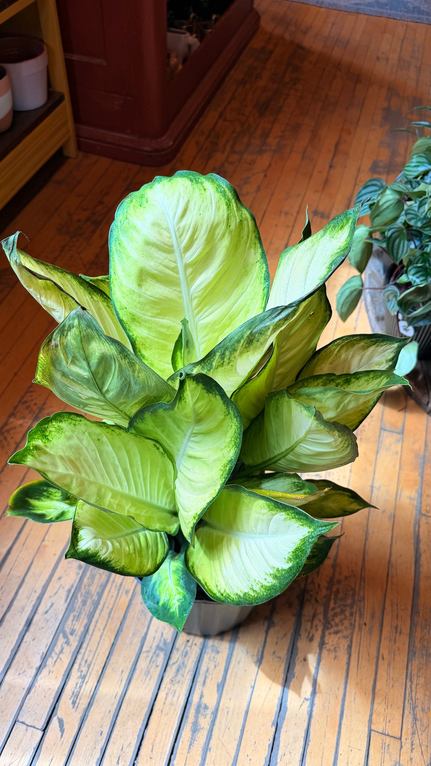 10” Deiffenbachia Marianne Tropica