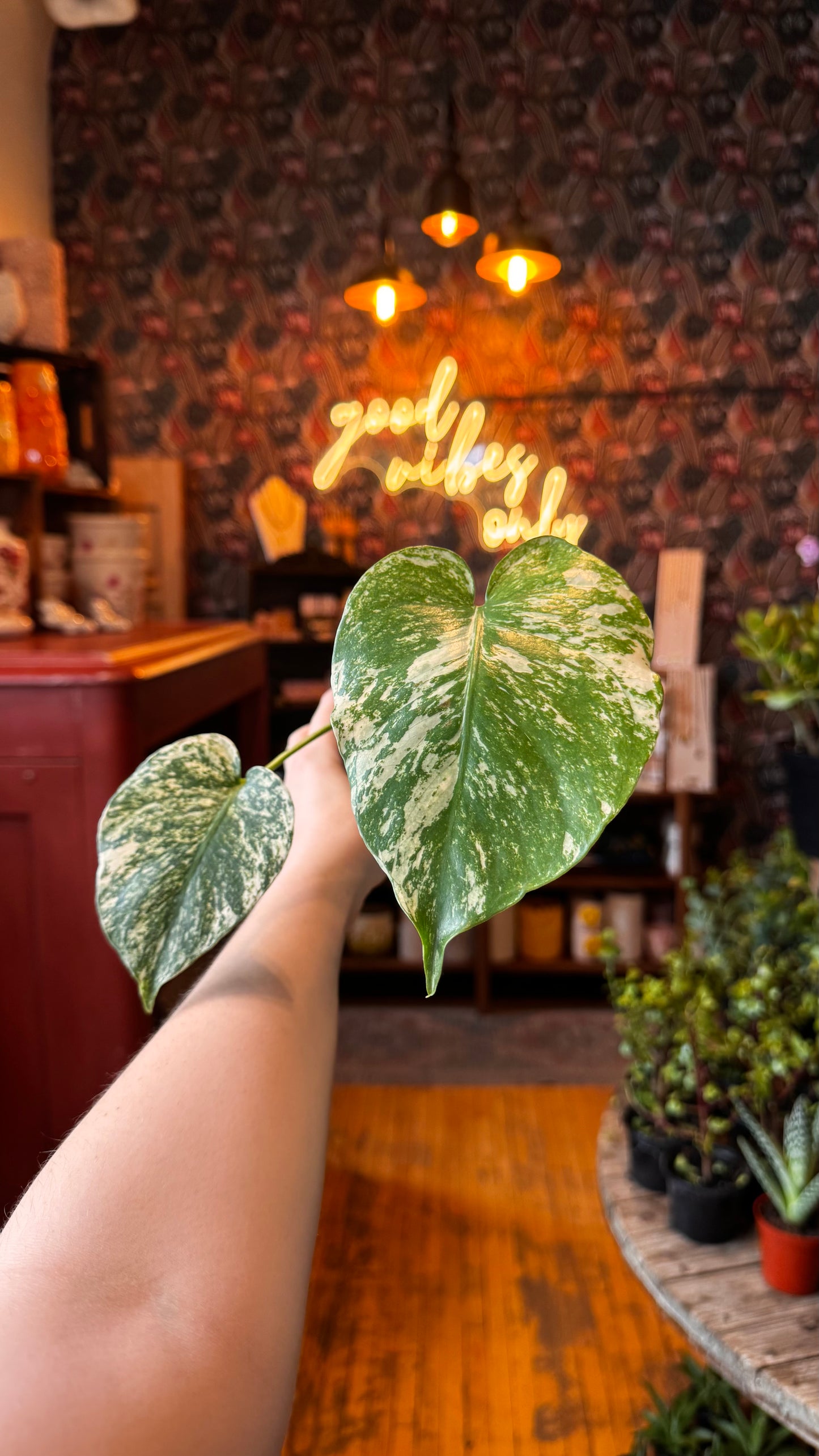 4” White Monster Monstera