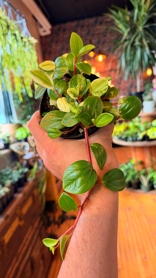 4” European Trailing Peperomia Variegated