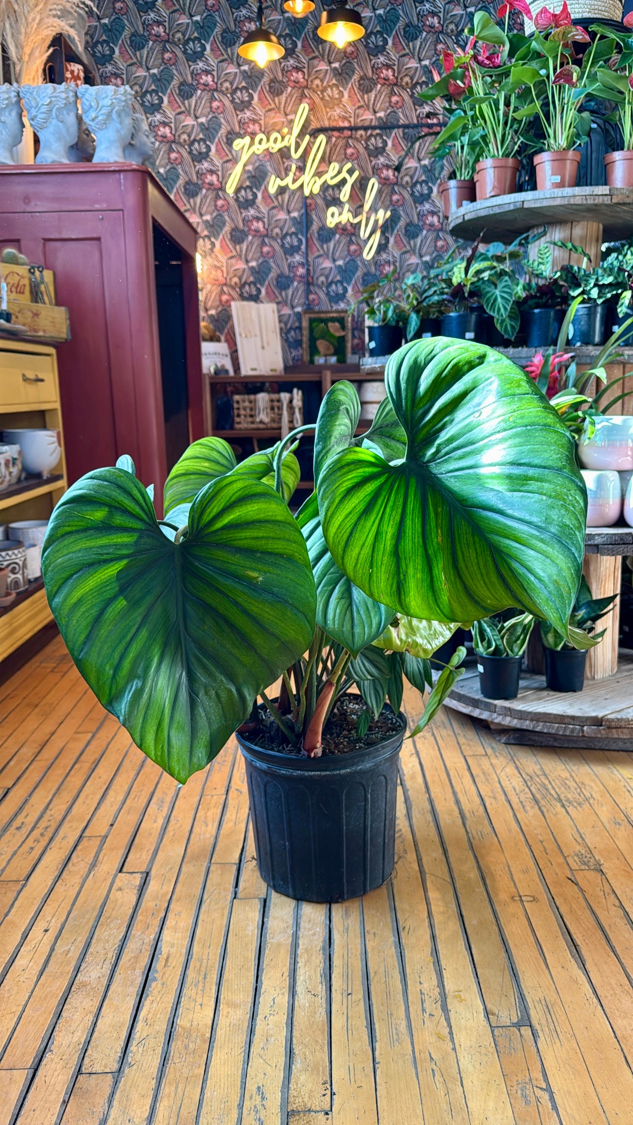 10” Philodendron Columbia