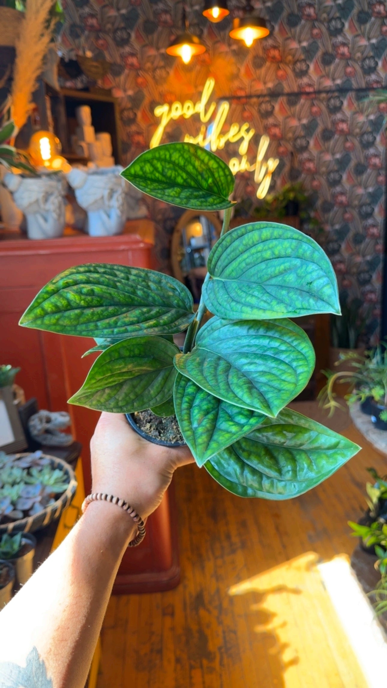 4” Monstera Peru