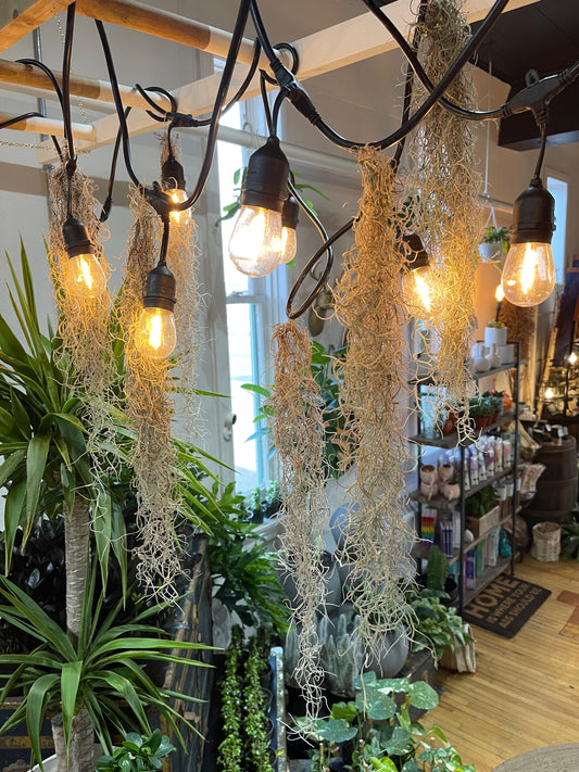 Spanish Moss Airplant