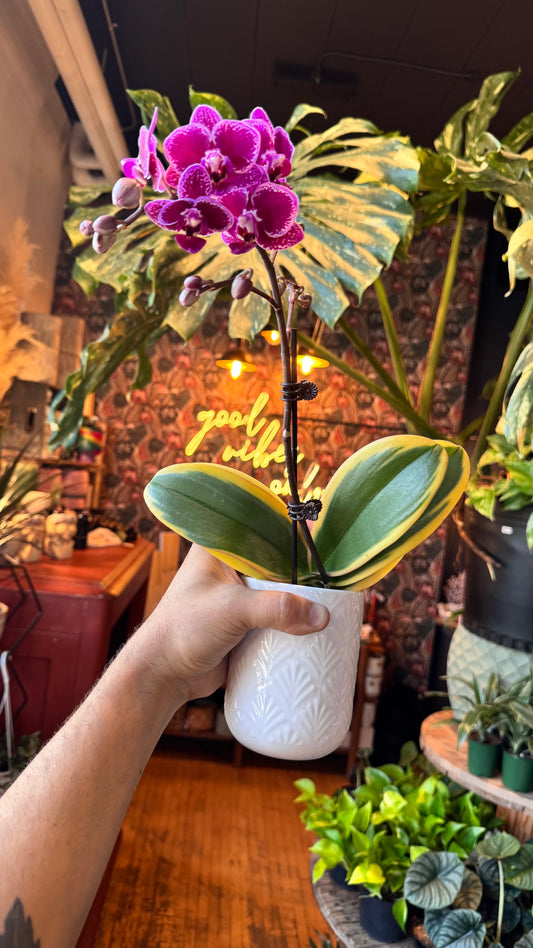 4” Variegated Orchid with Ceramic Planter