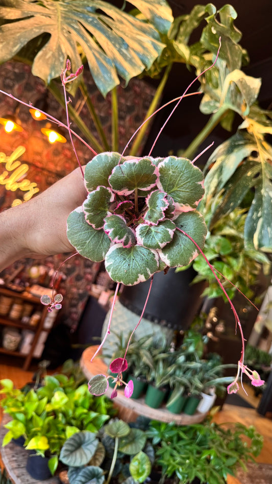4” Variegated Strawberry Begonia