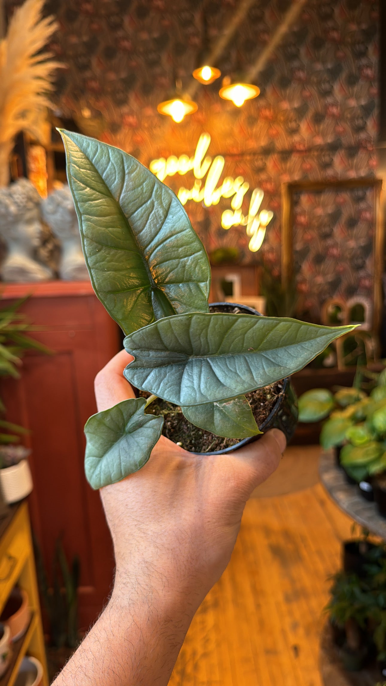 4” Alocasia Platinum