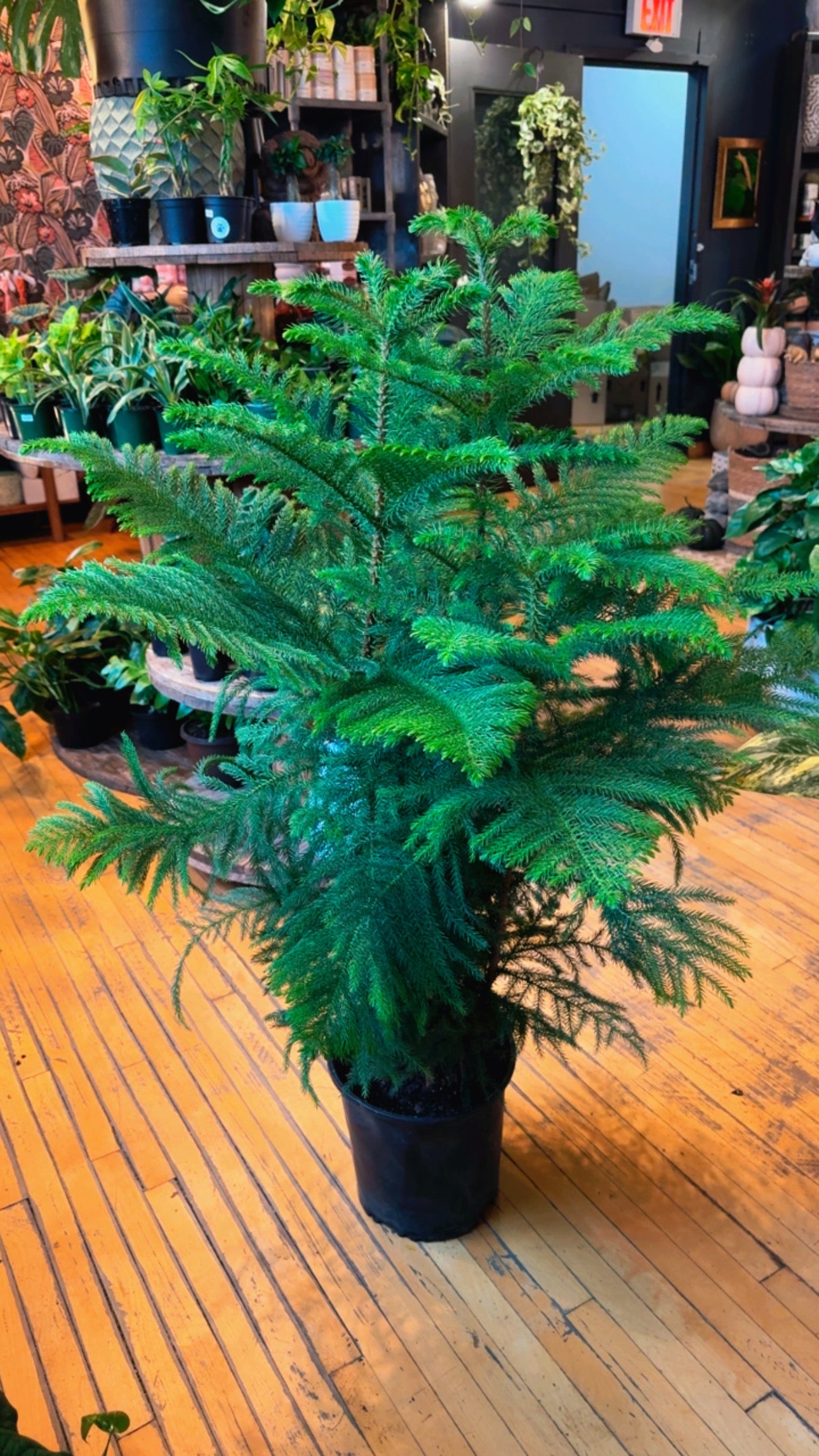 10” Norfolk Pine XL