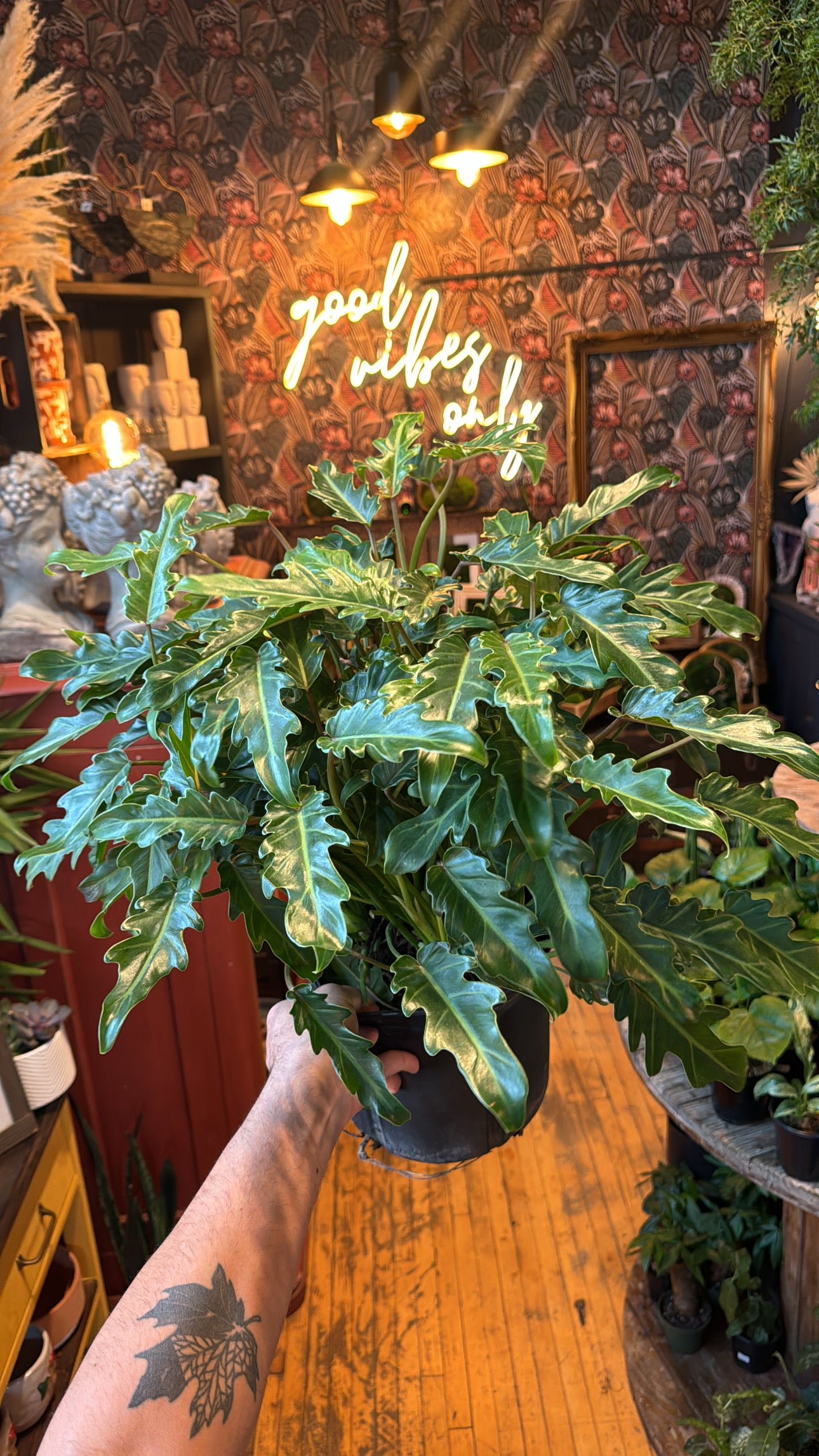 10” Xanadu Philodendron