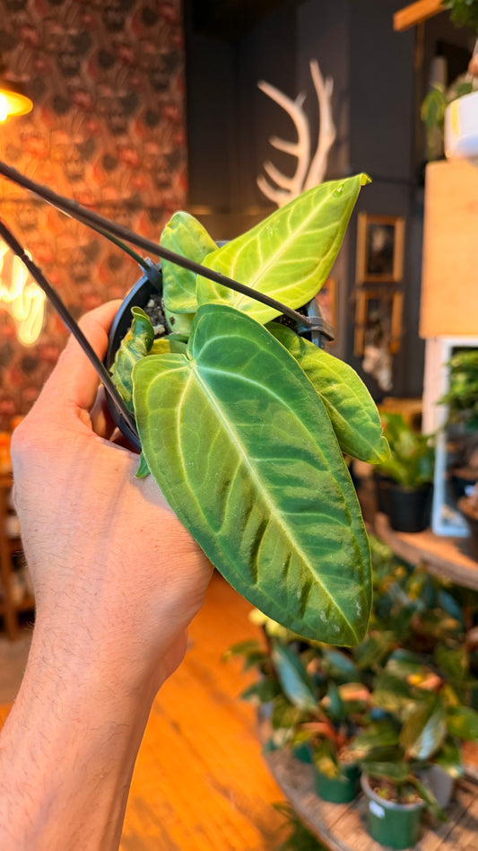4.5” Anthurium Villenaorum