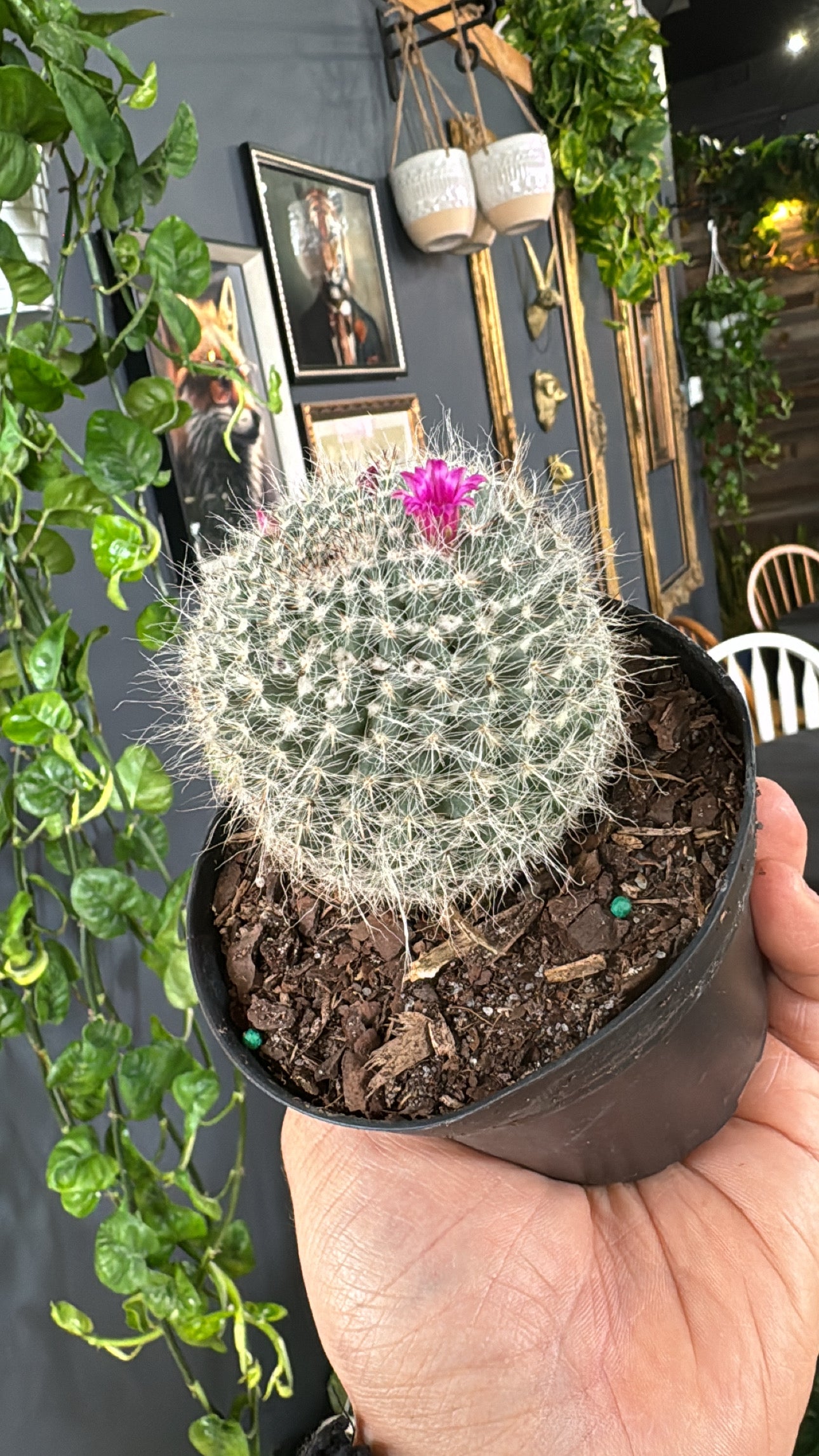 4” Powder Puff Cacti