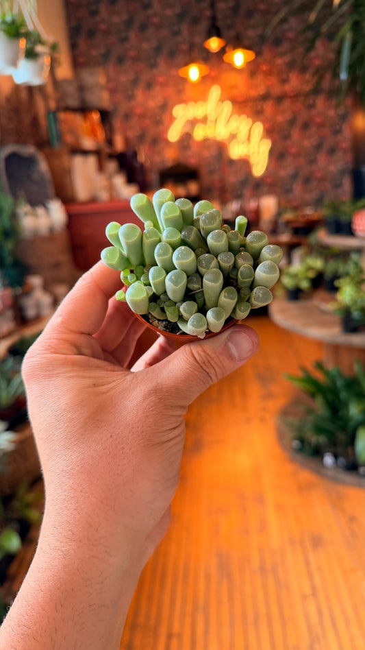 2.5” Baby Toes Succulent