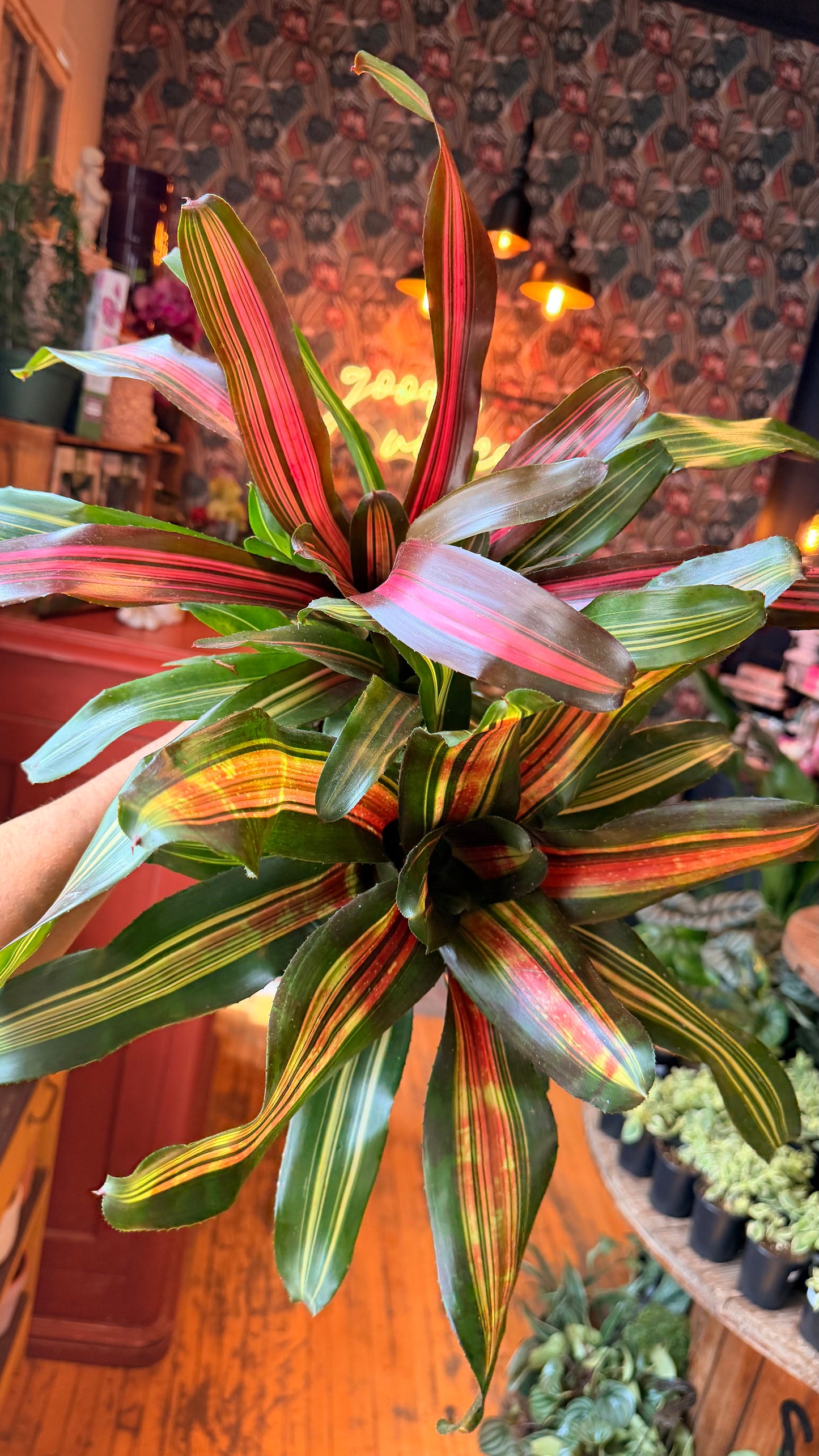 4” Neoregalia Bromeliad