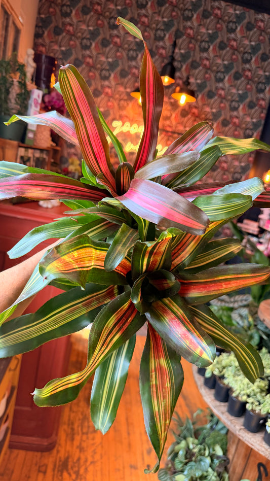 4” Neoregalia Bromeliad