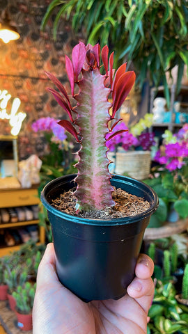 4” Red Trigona Euphorbia