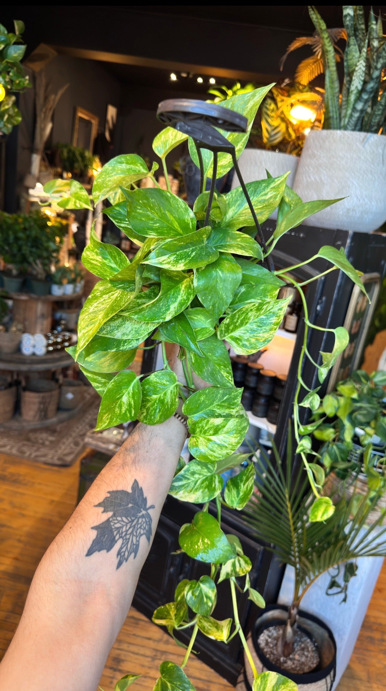 6” Golden Pothos Hanging Basket