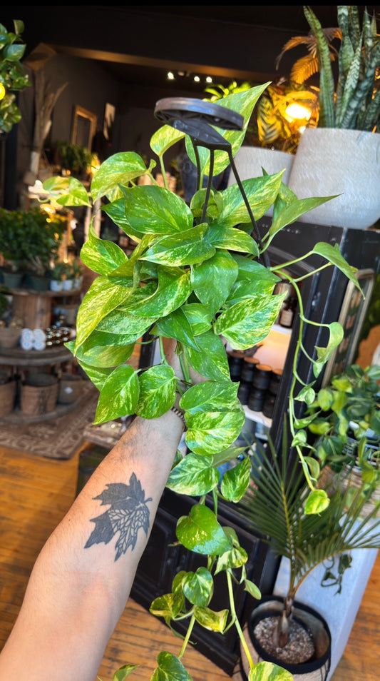 6” Golden Pothos Hanging Basket