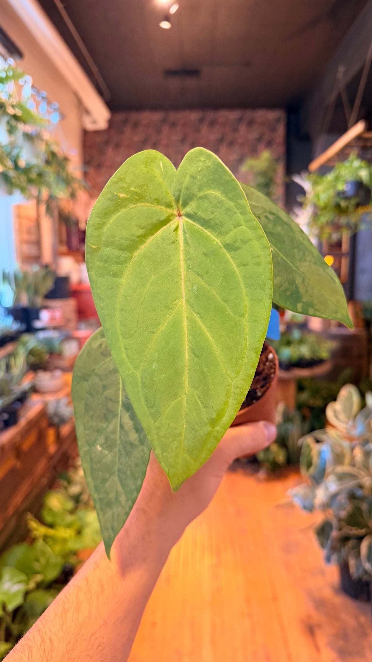 4” Anthurium Hybrid Blue Papi X Red Stem