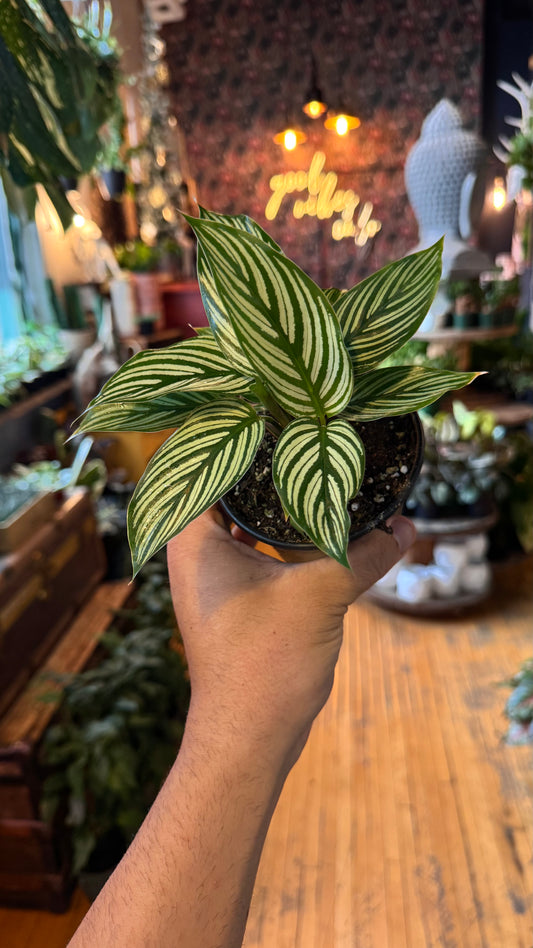 4” Calathea Vitatta