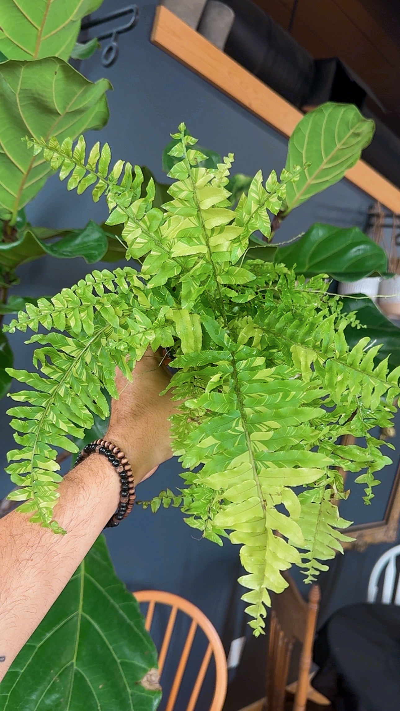 4” Boston Fern Tiger Variegated