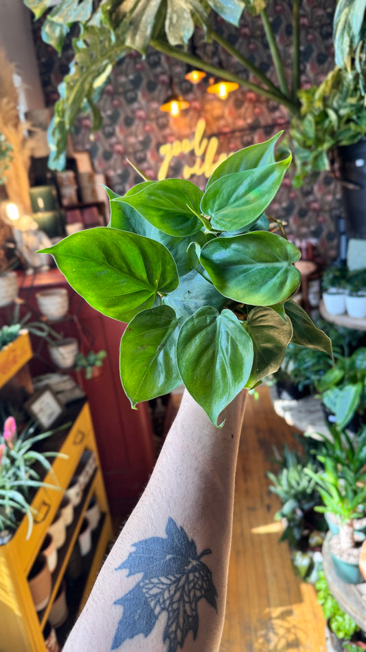 4” Philodendron Cordatum Green