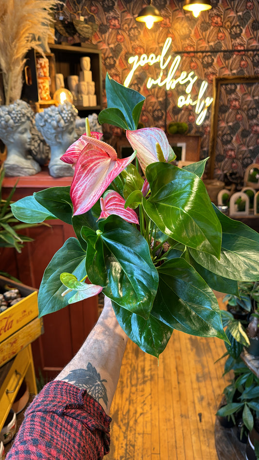 6” Anthurium Candy Cane