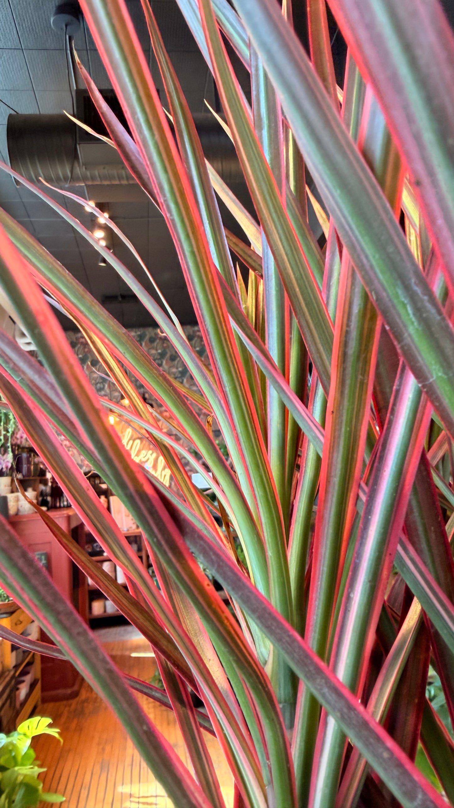 6” Colorama Dracaena