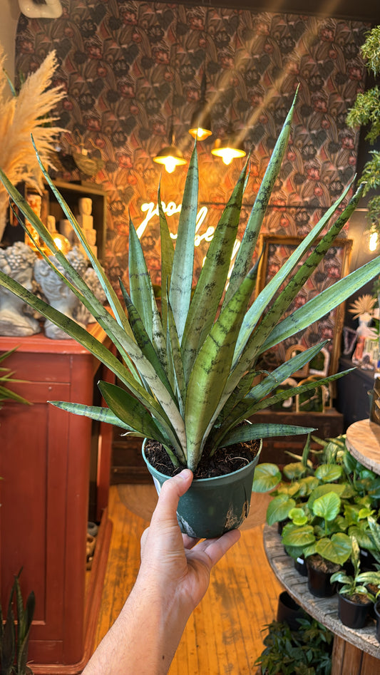 6” Night Streak Sansevieria