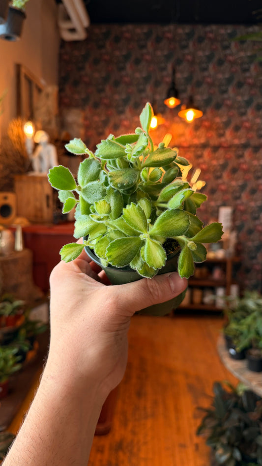 4” Variegated Bear Paw Succulent
