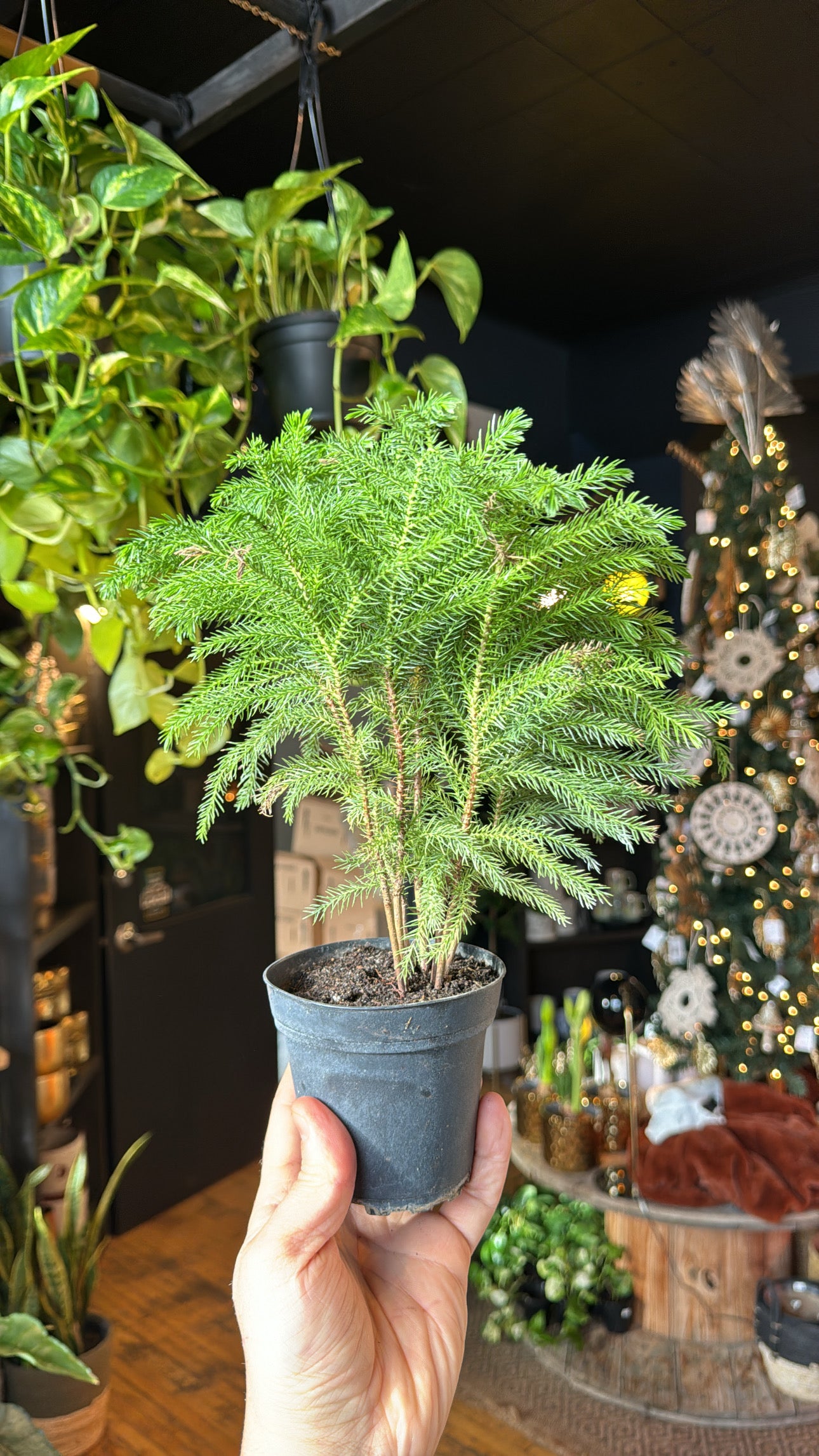 4” Norfolk Pine