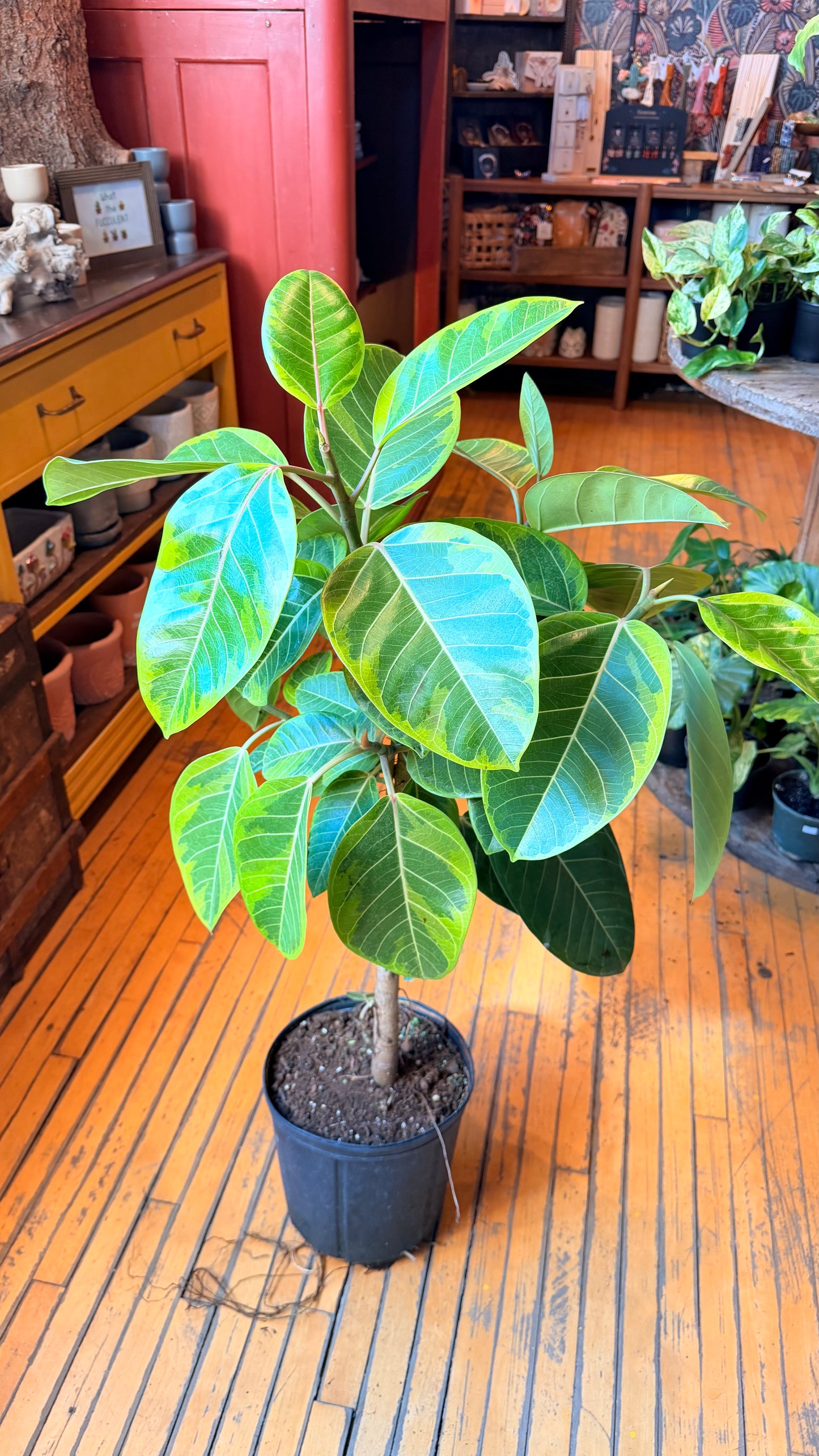 10” Ficus Yellow Gem Standard